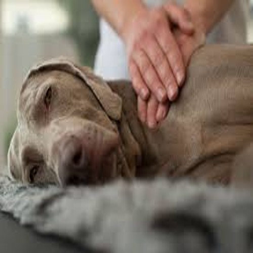 Dog-Massage (1)