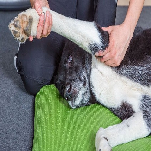 Why-you-should-give-your-dog-a-massage (1)