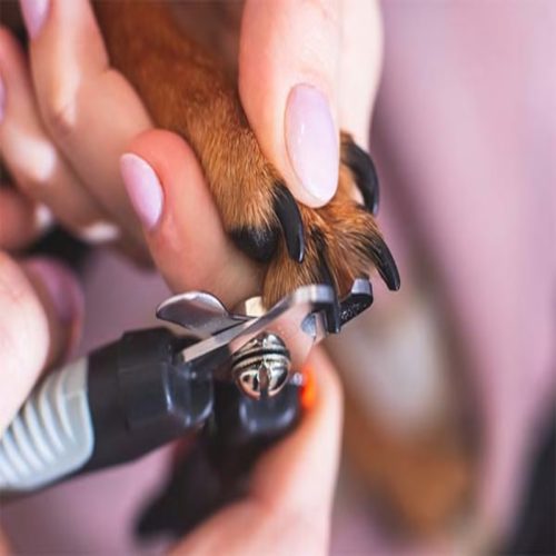 21-570802-IMAGE_Grooming_At-home-dog-nail-trim_20211215-600x400 (1)