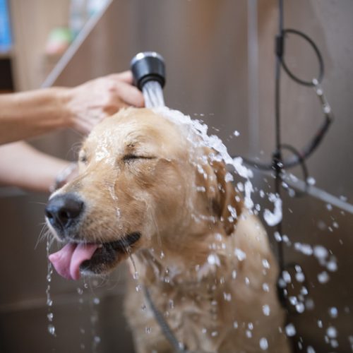 Cute Golden Retriever dog is taking a shower in a grooming studio