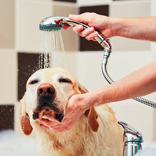 The-Importance-of-Technology-in-Dog-Grooming