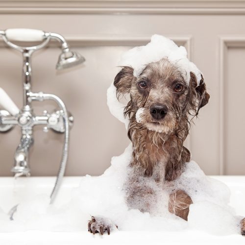 dog-grooming-page