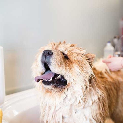 dog-shampoo-for-skin-allergies